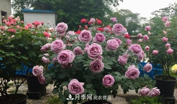 養(yǎng)月季，澆水很關(guān)鍵，學(xué)會(huì)這2個(gè)“竅門”，枝繁葉茂花滿枝(圖3)