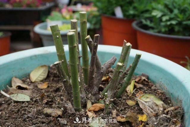 月季修剪有技巧，知道幾個(gè)養(yǎng)護(hù)小妙招，花謝了還能開(kāi)好幾茬(圖3)