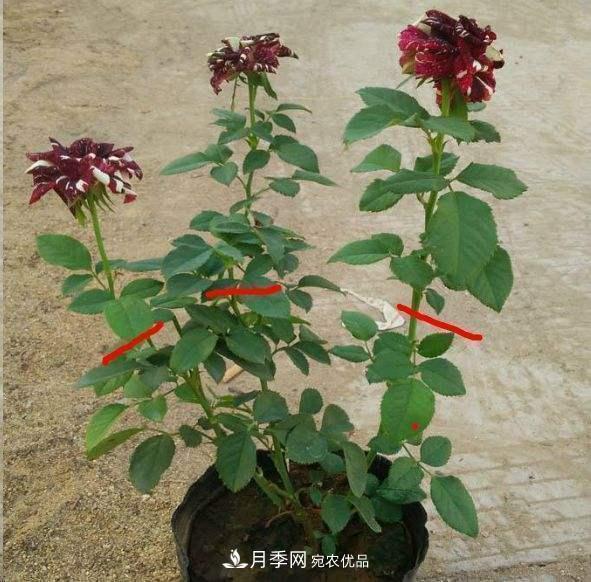 月季修剪有技巧，知道幾個(gè)養(yǎng)護(hù)小妙招，花謝了還能開(kāi)好幾茬(圖5)