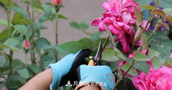 月季修剪有技巧，知道幾個(gè)養(yǎng)護(hù)小妙招，花謝了還能開(kāi)好幾茬(圖4)