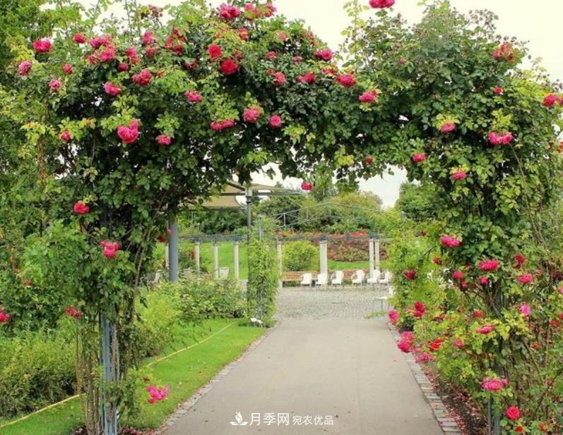 推薦10種紅色系藤本月季，富貴又喜慶，養(yǎng)一棵開一片(圖1)