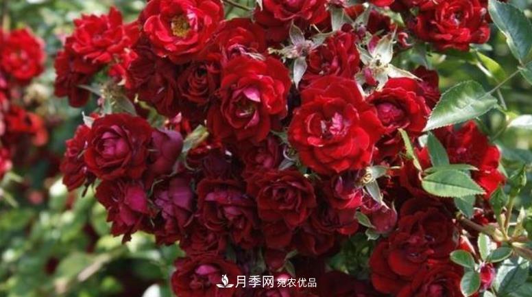 推薦10種紅色系藤本月季，富貴又喜慶，養(yǎng)一棵開一片(圖8)