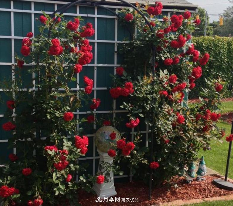 推薦10種紅色系藤本月季，富貴又喜慶，養(yǎng)一棵開一片(圖7)