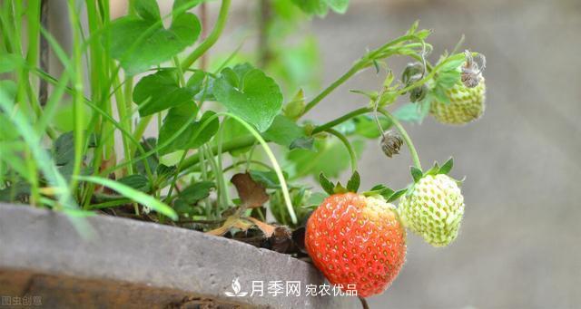 上海發(fā)布《窗陽臺綠化推薦植物名錄》，月季花在列，好不好養(yǎng)來看看(圖4)