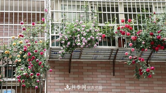 上海發(fā)布《窗陽臺綠化推薦植物名錄》，月季花在列，好不好養(yǎng)來看看(圖2)