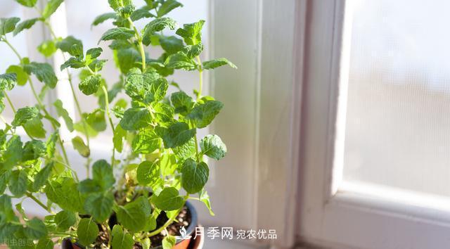 上海發(fā)布《窗陽臺綠化推薦植物名錄》，月季花在列，好不好養(yǎng)來看看(圖6)