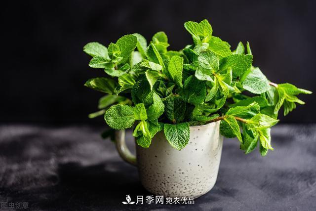 上海發(fā)布《窗陽臺綠化推薦植物名錄》，月季花在列，好不好養(yǎng)來看看(圖5)