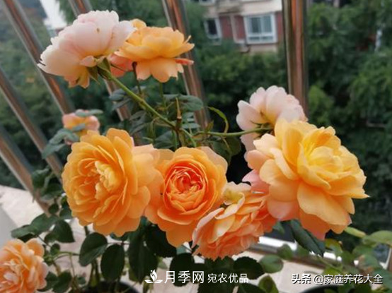 養(yǎng)多少月季，才能實現(xiàn)切花自由？這3棵就夠了(圖1)