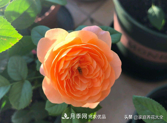 養(yǎng)多少月季，才能實現(xiàn)切花自由？這3棵就夠了(圖2)