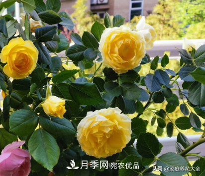 養(yǎng)多少月季，才能實現(xiàn)切花自由？這3棵就夠了(圖3)