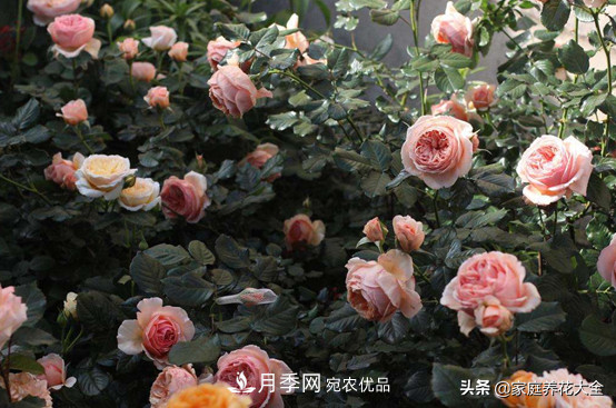 養(yǎng)多少月季，才能實現(xiàn)切花自由？這3棵就夠了(圖4)