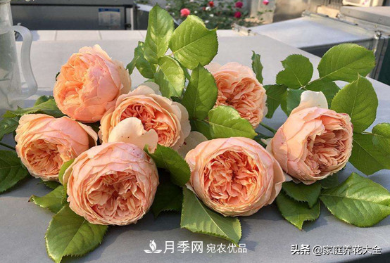養(yǎng)多少月季，才能實現(xiàn)切花自由？這3棵就夠了(圖5)