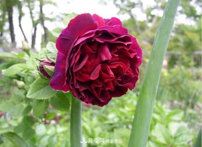 忙里偷閑，推薦5個(gè)月季品種，花色鮮艷還好養(yǎng)(圖1)