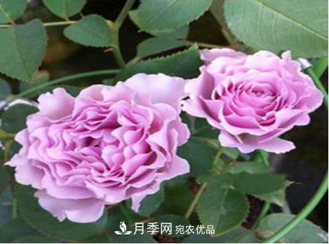 忙里偷閑，推薦5個(gè)月季品種，花色鮮艷還好養(yǎng)(圖4)