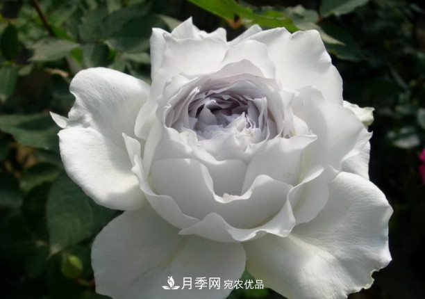 忙里偷閑，推薦5個(gè)月季品種，花色鮮艷還好養(yǎng)(圖3)