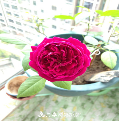 忙里偷閑，推薦5個(gè)月季品種，花色鮮艷還好養(yǎng)(圖6)