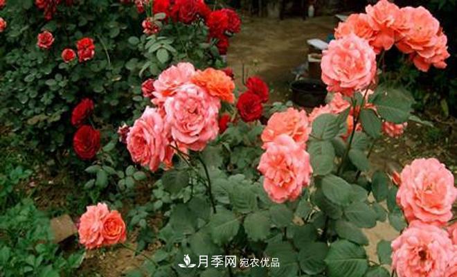 立秋以后，月季修剪及養(yǎng)護重點(圖1)