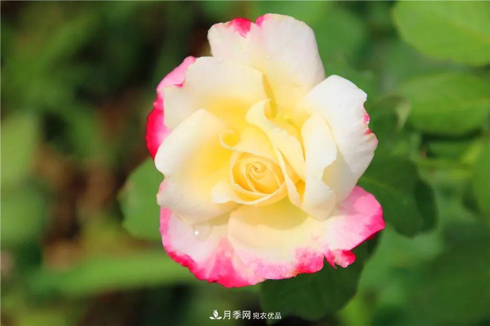 月季為什么一直不開花？問題出現(xiàn)這里(圖1)