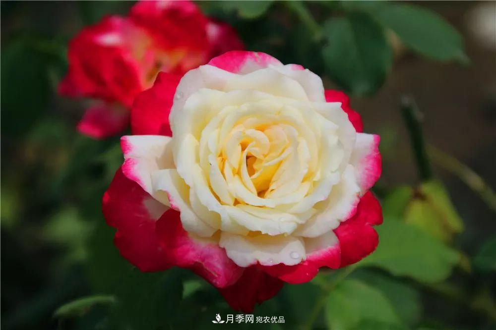 月季為什么一直不開花？問題出現(xiàn)這里(圖2)