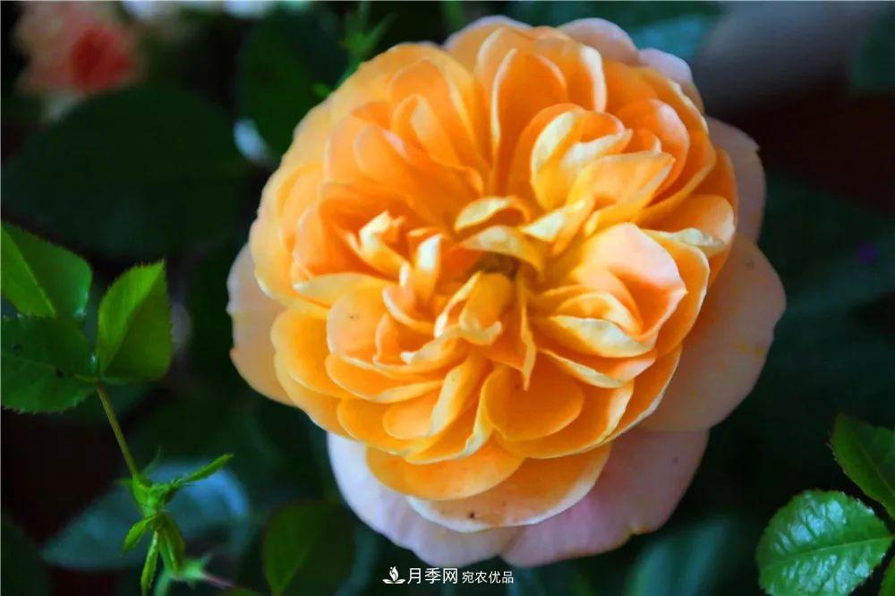 月季為什么一直不開花？問題出現(xiàn)這里(圖3)
