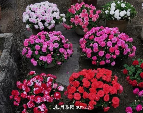 比月季開(kāi)花多，比茉莉好看，花瓣層層疊疊似牡丹，花期300天(圖3)