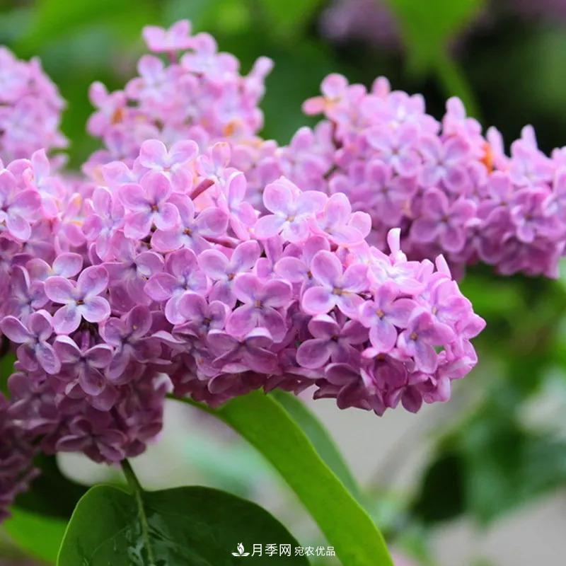 原來花草也會“相克”，4種花千萬別放在一起養(yǎng)(圖2)
