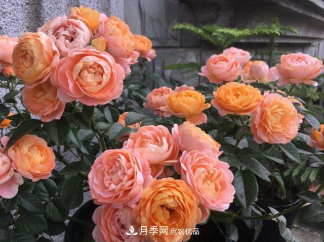 家中養(yǎng)月季花，老是愛黑桿？原來是2個(gè)“細(xì)節(jié)”犯了錯(cuò)(圖2)