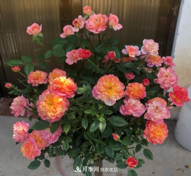 夏季購(gòu)買月季花，葉片發(fā)黃嘩嘩掉，學(xué)會(huì)1招緩苗，新芽呼呼冒不停(圖2)