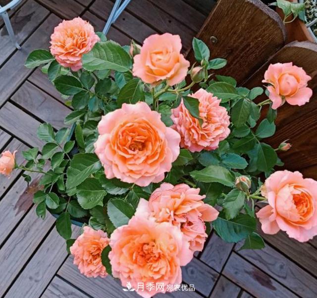 夏季購(gòu)買月季花，葉片發(fā)黃嘩嘩掉，學(xué)會(huì)1招緩苗，新芽呼呼冒不停(圖1)