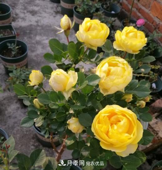 夏季購(gòu)買月季花，葉片發(fā)黃嘩嘩掉，學(xué)會(huì)1招緩苗，新芽呼呼冒不停(圖3)