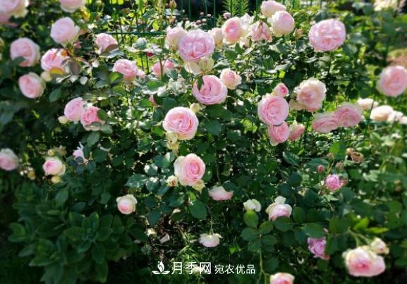 盆栽月季花，如何配土才合適？偷偷告訴你，保證“2點”就夠了(圖3)