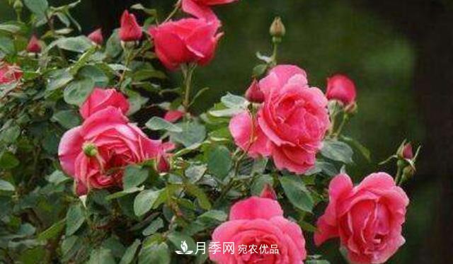嫁接月季花，注意4個(gè)“要點(diǎn)”，輕松提高成活率(圖1)