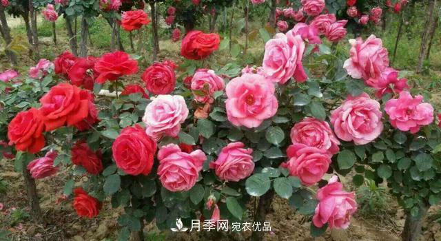 嫁接月季花，注意4個(gè)“要點(diǎn)”，輕松提高成活率(圖3)