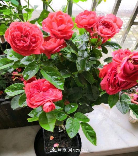 嫁接月季花，注意4個(gè)“要點(diǎn)”，輕松提高成活率(圖2)