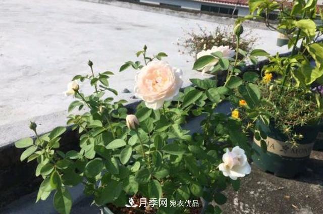 3分鐘學(xué)會(huì)扦插月季花，一棵變十棵，100%成活！(圖1)