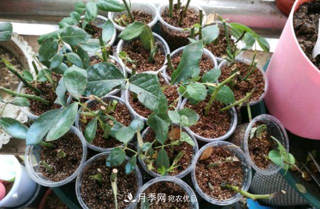 3分鐘學(xué)會(huì)扦插月季花，一棵變十棵，100%成活！(圖2)