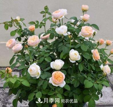 扦插月季花，幾月***合適？掌握幾個“關(guān)鍵點(diǎn)”，扦插都沒問題(圖1)