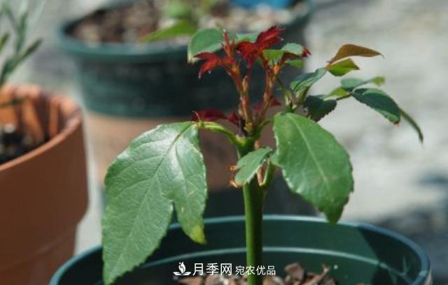 扦插月季花，幾月***合適？掌握幾個“關(guān)鍵點(diǎn)”，扦插都沒問題(圖3)
