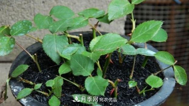 扦插月季花，幾月***合適？掌握幾個“關(guān)鍵點(diǎn)”，扦插都沒問題(圖2)