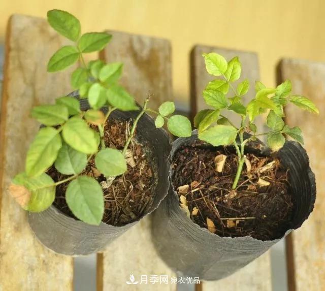 月季過冬做好這5點(diǎn)，來年春天長得旺，開花多到壓彎枝頭(圖2)