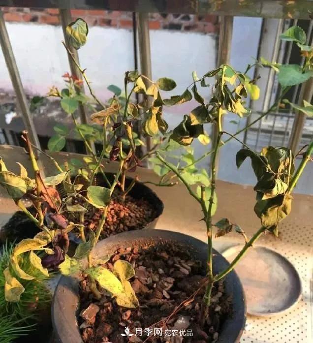 月季過冬做好這5點(diǎn)，來年春天長得旺，開花多到壓彎枝頭(圖4)