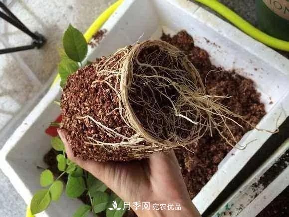 月季過冬做好這5點(diǎn)，來年春天長得旺，開花多到壓彎枝頭(圖3)