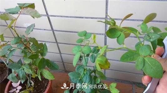 月季過冬做好這5點(diǎn)，來年春天長得旺，開花多到壓彎枝頭(圖6)