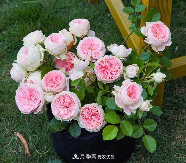 春天月季養(yǎng)護(hù)的“四句真言”，預(yù)防病蟲害，不愁沒花看！(圖1)