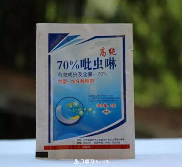 春天月季養(yǎng)護(hù)的“四句真言”，預(yù)防病蟲害，不愁沒花看！(圖3)