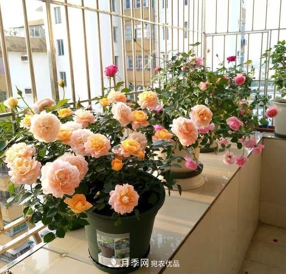 春天月季養(yǎng)護(hù)的“四句真言”，預(yù)防病蟲害，不愁沒花看！(圖5)