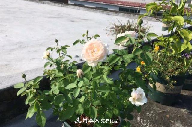 買到黃泥裹根的月季花，教你1招換盆，緩苗快速生根(圖3)