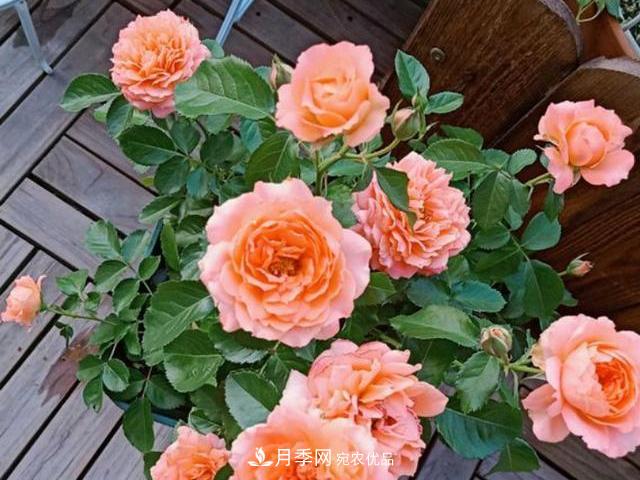 買到黃泥裹根的月季花，教你1招換盆，緩苗快速生根(圖2)