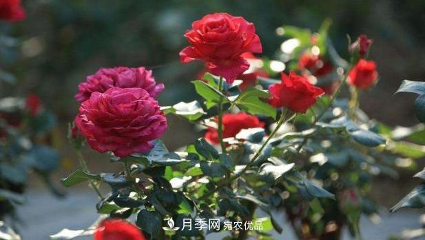 買到黃泥裹根的月季花，教你1招換盆，緩苗快速生根(圖1)