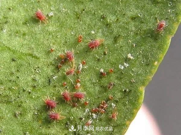 夏天月季花愛生蟲？幾個小方法輕松應(yīng)對六大蟲害！(圖1)
